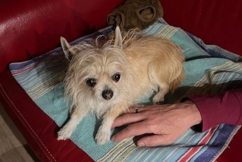 Alerta de Hallazgo Perro Hembra Saint-Germain-lès-Arpajon Francia Alerta de Hallazgo Perro Hembra Saint-Germain-lès-Arpajon Francia