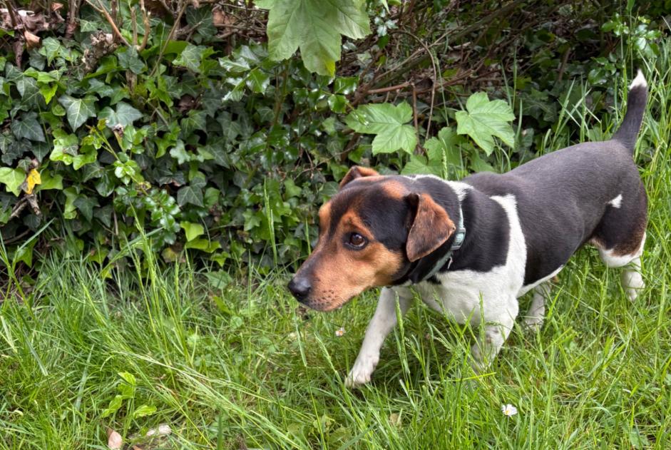 Avviso Ritrovamento Cane incrocio di razze Maschio Breuillet Francia Avviso Ritrovamento Cane incrocio di razze Maschio Breuillet Francia