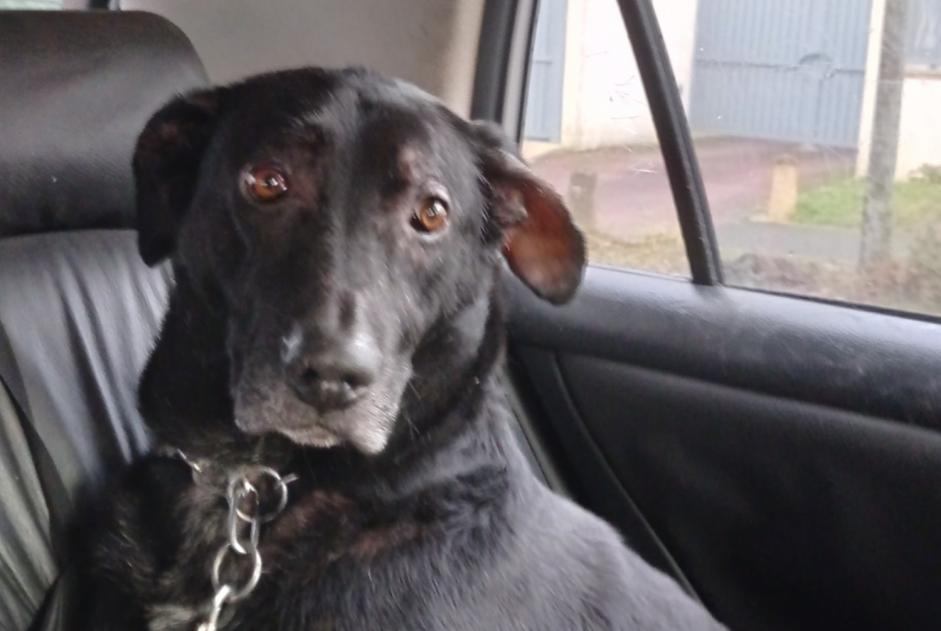 Avviso scomparsa Cane incrocio di razze Maschio , 8 anni Avrainville Francia Avviso scomparsa Cane incrocio di razze Maschio , 8 anni Avrainville Francia