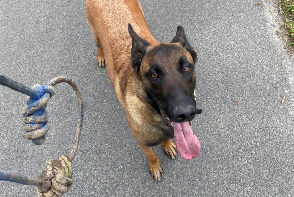 Avviso scomparsa Cane  Femmina , 3 anni Étiolles Francia