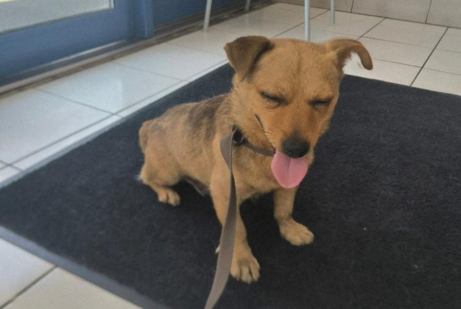 Ontdekkingsalarm Hond rassenvermenging Mannetje Morsang-sur-Orge Frankrijk Ontdekkingsalarm Hond rassenvermenging Mannetje Morsang-sur-Orge Frankrijk