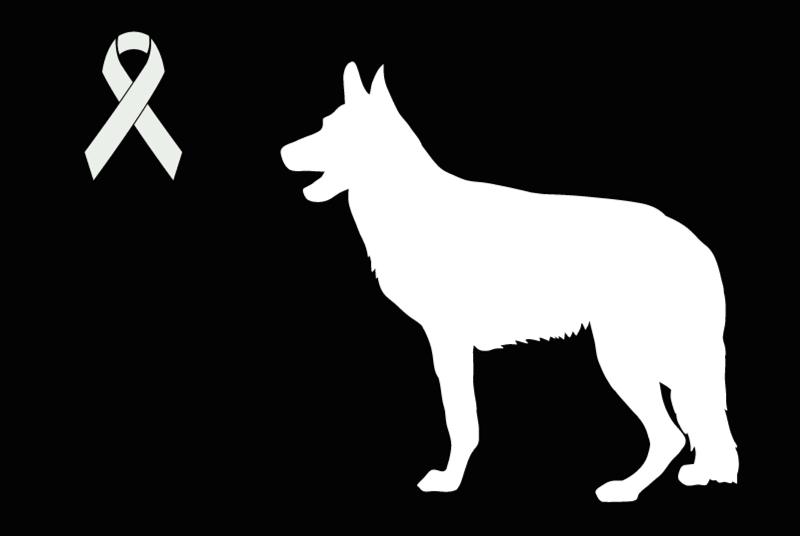 Fundmeldung Hund  Unbekannt Les Ulis Frankreich